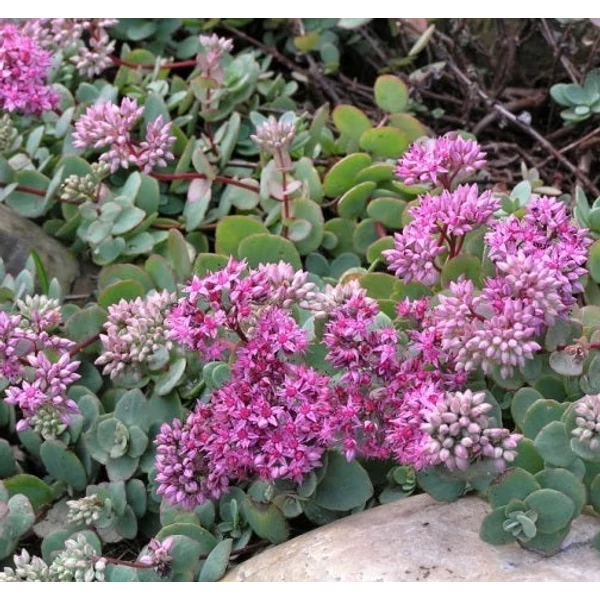 Sedum ewersii - Himalájai varjúháj