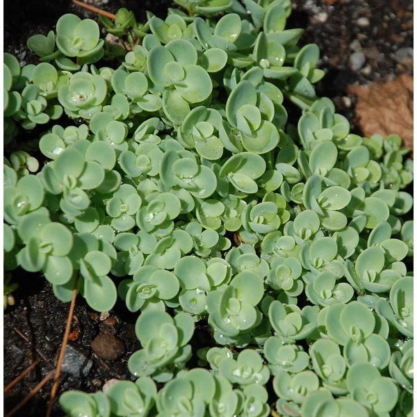 Sedum ewersii - Himalájai varjúháj
