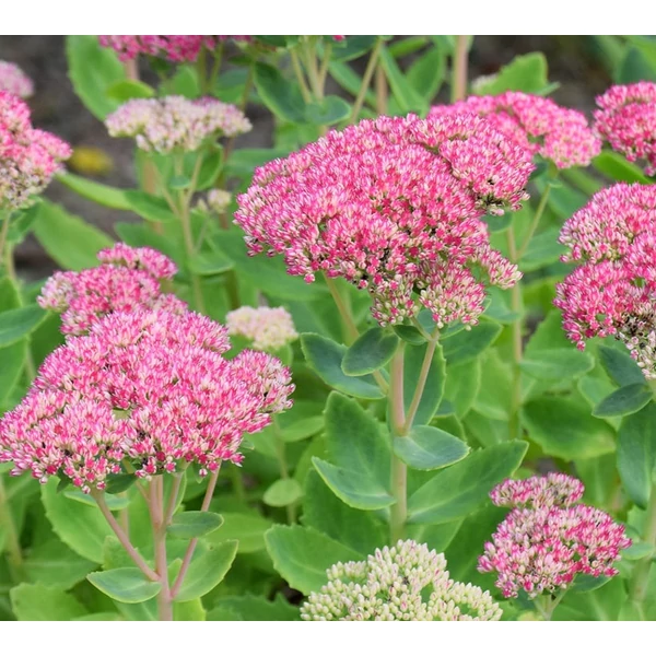 Sedum 'Herbstfreude' - Varjúháj