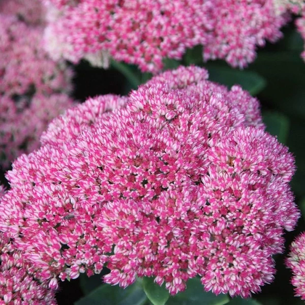 Sedum 'Herbstfreude' - Varjúháj