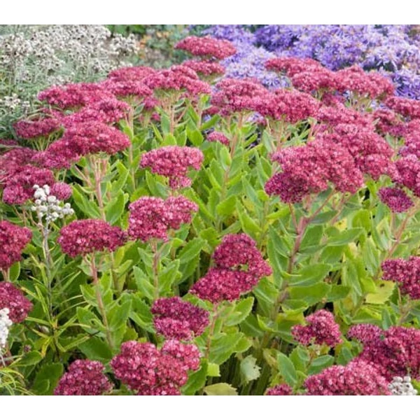 Sedum 'Herbstfreude' - Varjúháj