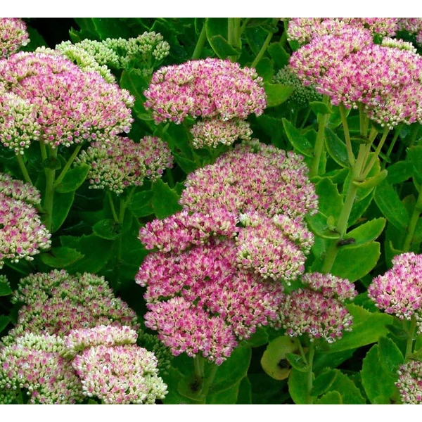 Sedum 'Herbstfreude' - Varjúháj