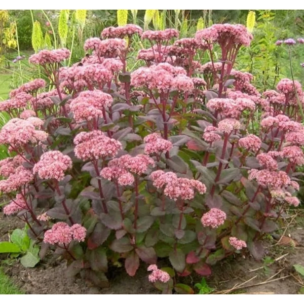 Sedum 'Matrona' - Varjúháj