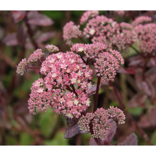Sedum 'Matrona' - Varjúháj