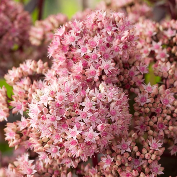 Sedum 'Matrona' - Varjúháj
