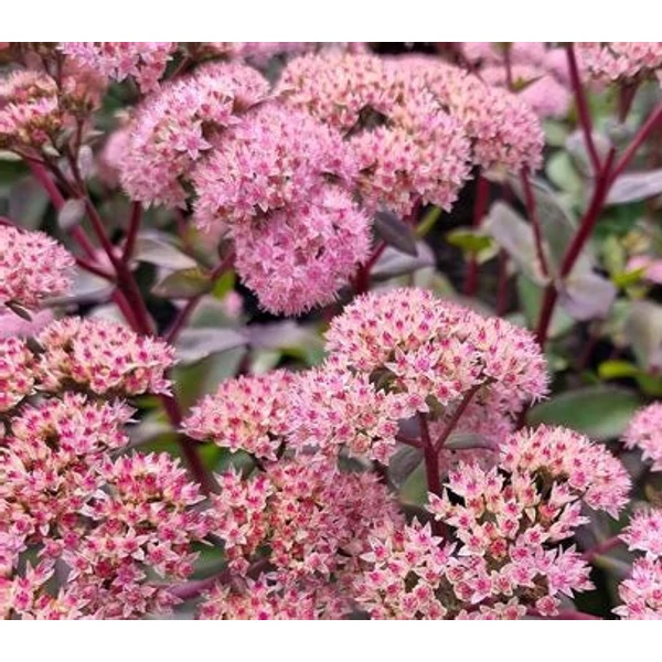 Sedum 'Matrona' - Varjúháj