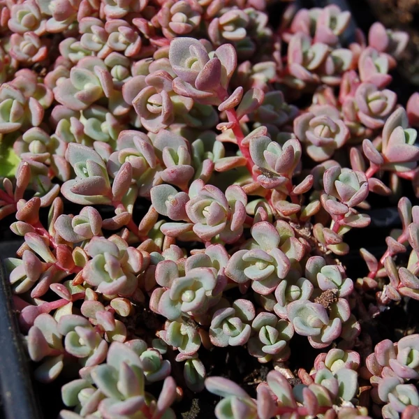 Sedum cyaneum 'Sachalin' - Rózsáskék varjúháj