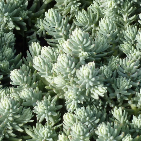 Sedum sediforme 'Silver' - Varjúháj