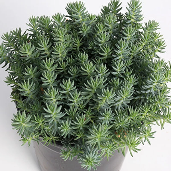 Sedum sediforme 'Silver' - Varjúháj