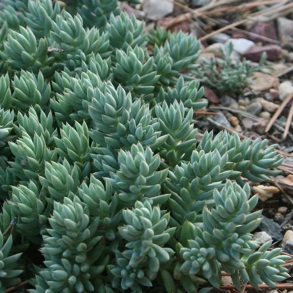 Sedum sediforme 'Silver' - Varjúháj