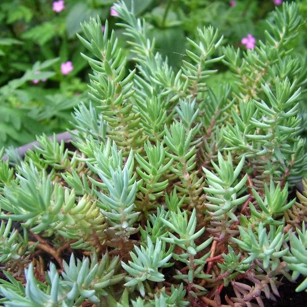 Sedum sediforme 'Silver' - Varjúháj