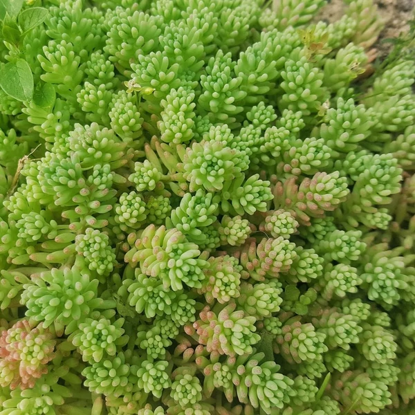Sedum sexangulare - Hatsoros varjúháj