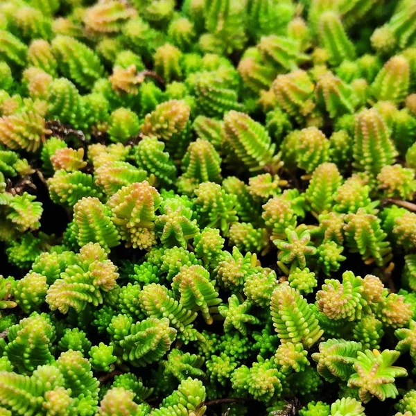 Sedum sexangulare - Hatsoros varjúháj