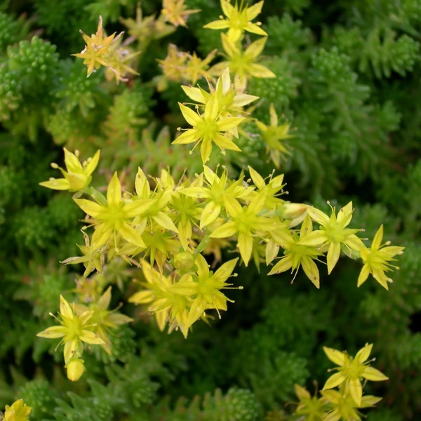 Sedum sexangulare - Hatsoros varjúháj