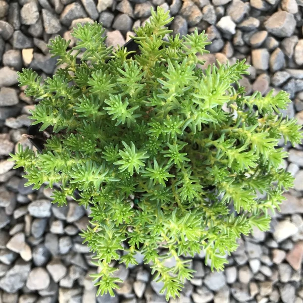 Sedum sexangulare - Hatsoros varjúháj