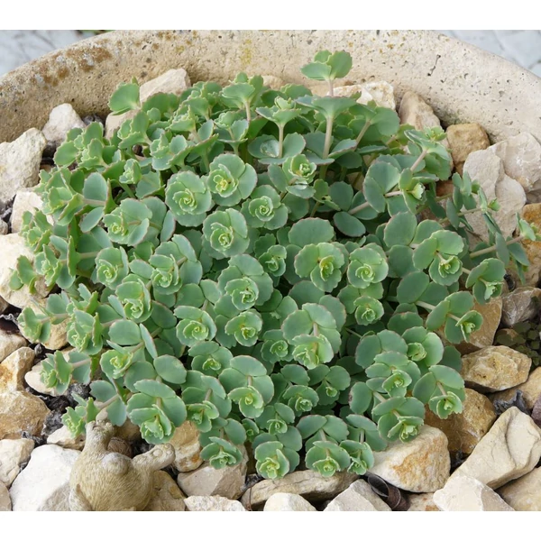 Sedum sieboldii - Októberi varjúháj