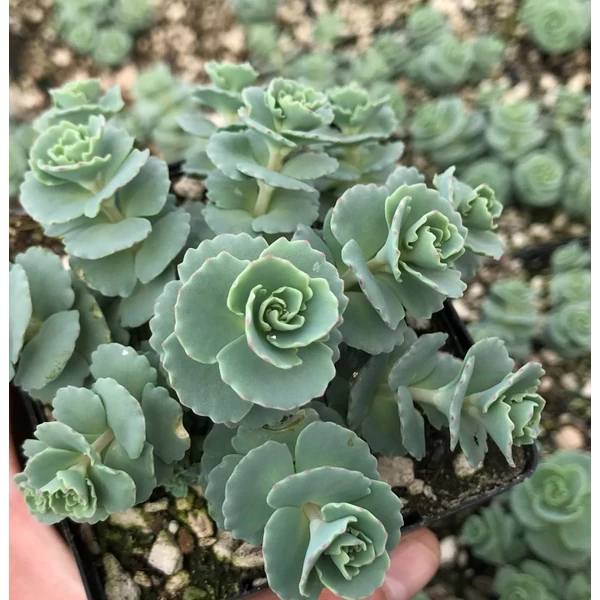 Sedum sieboldii - Októberi varjúháj