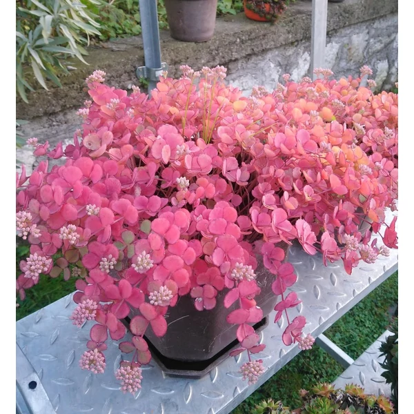 Sedum sieboldii - Októberi varjúháj