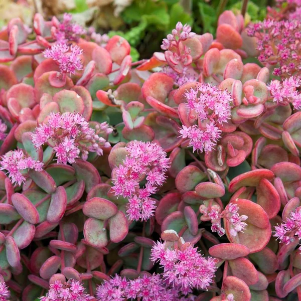 Sedum sieboldii - Októberi varjúháj
