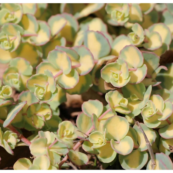 Sedum sieboldii 'Mediovariegatum' - Októberi varjúháj