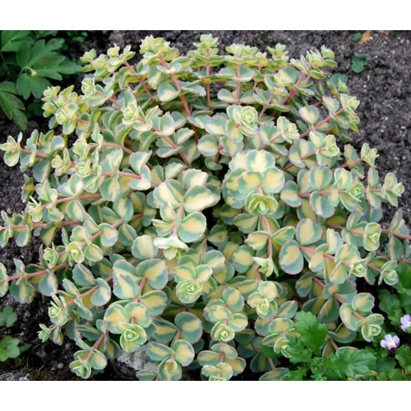 Sedum sieboldii 'Mediovariegatum' - Októberi varjúháj