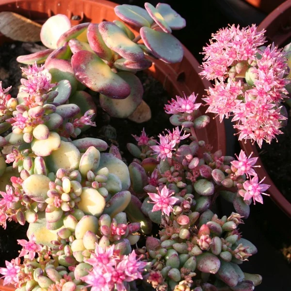 Sedum sieboldii 'Mediovariegatum' - Októberi varjúháj