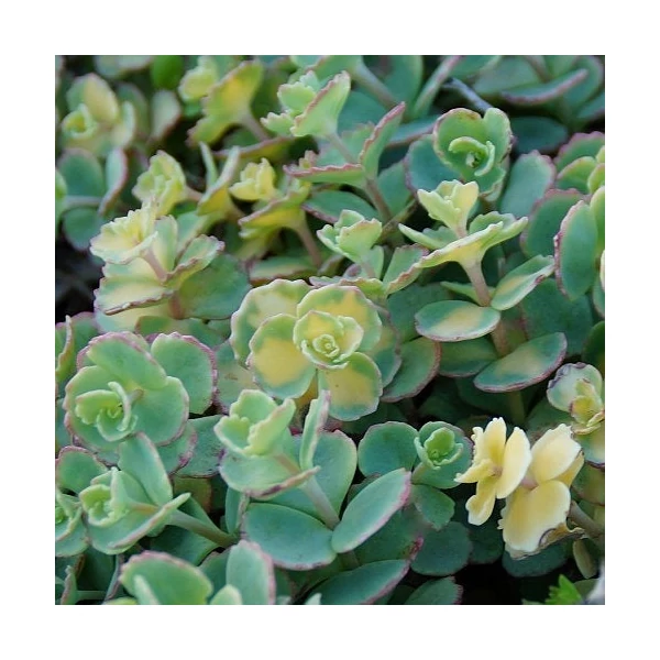 Sedum sieboldii 'Mediovariegatum' - Októberi varjúháj
