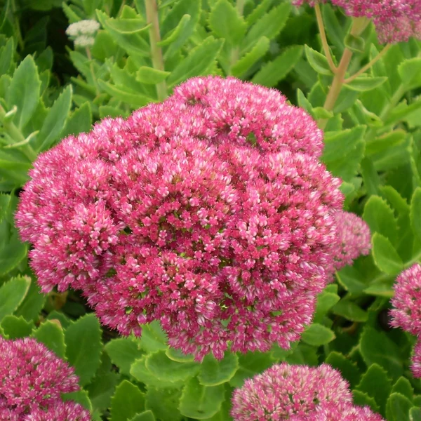 Sedum spectabile 'Brillant' - Hegyi varjúháj