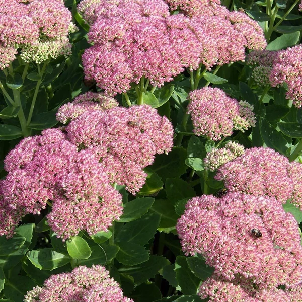 Sedum spectabile 'Brillant' - Hegyi varjúháj