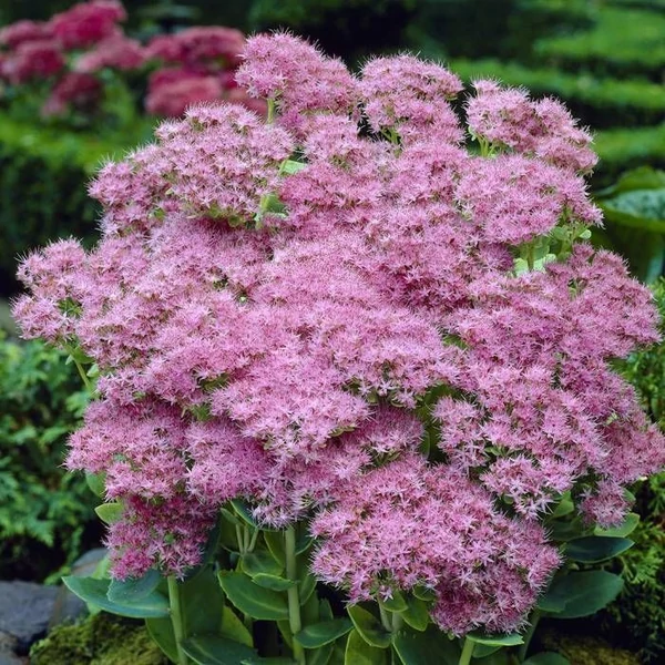 Sedum spectabile 'Brillant' - Hegyi varjúháj