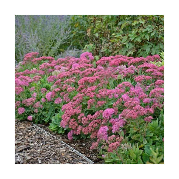 Sedum spectabile 'Brillant' - Hegyi varjúháj