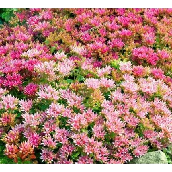 Sedum spurium 'Coccineum' - Kaukázusi varjúháj