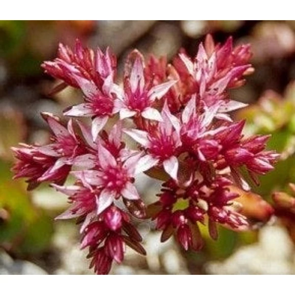 Sedum spurium 'Coccineum' - Kaukázusi varjúháj