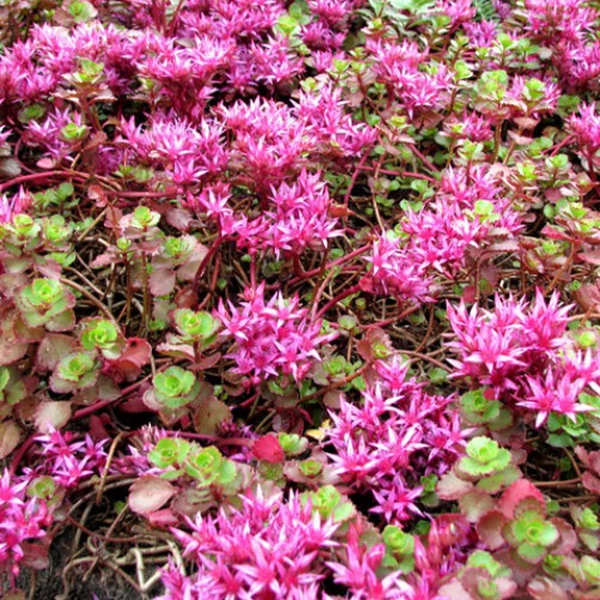 Sedum spurium 'Coccineum' - Kaukázusi varjúháj
