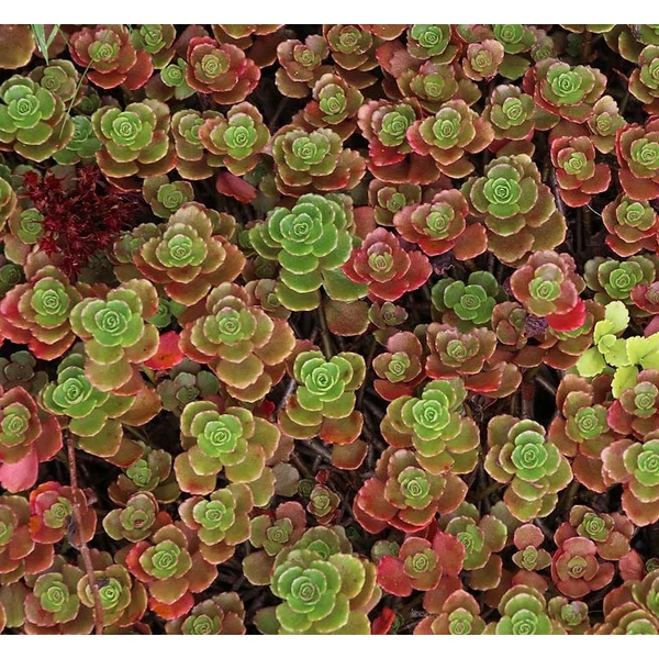 Sedum spurium 'Coccineum' - Kaukázusi varjúháj