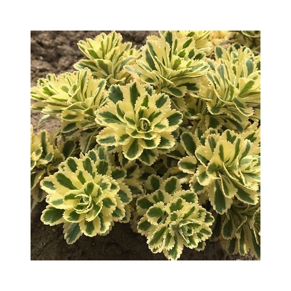 Sedum takesimense 'Atlantis' - Koreai varjúháj