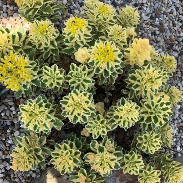 Sedum takesimense 'Atlantis' - Koreai varjúháj