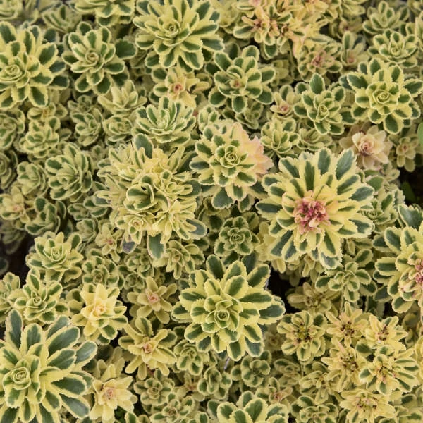 Sedum takesimense 'Atlantis' - Koreai varjúháj
