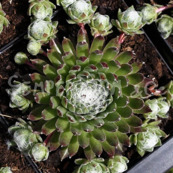 Sempervivum 'Koko Flanel' - Kövirózsa