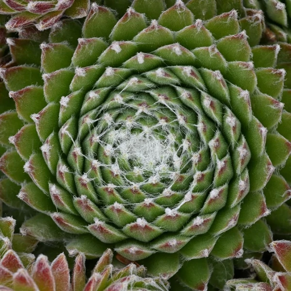 Sempervivum 'Koko Flanel' - Kövirózsa
