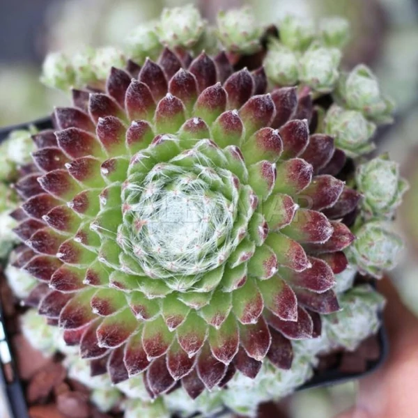 Sempervivum 'Koko Flanel' - Kövirózsa