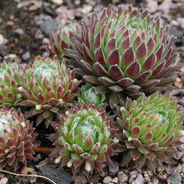 Sempervivum 'Koko Flanel' - Kövirózsa