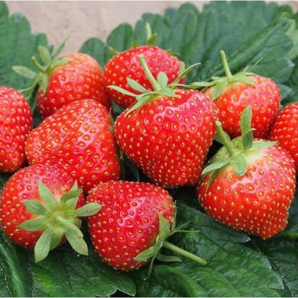 Fragaria 'Sonata' - Eper palánta