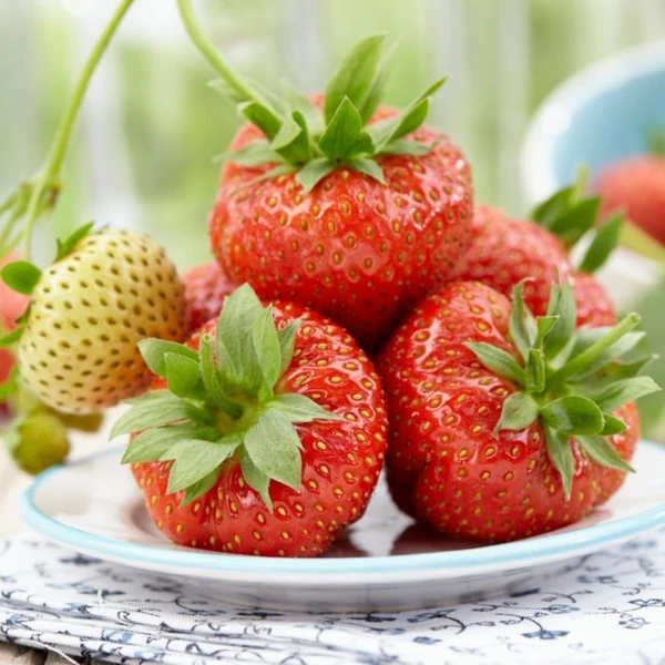 Fragaria 'Sonata' - Eper palánta