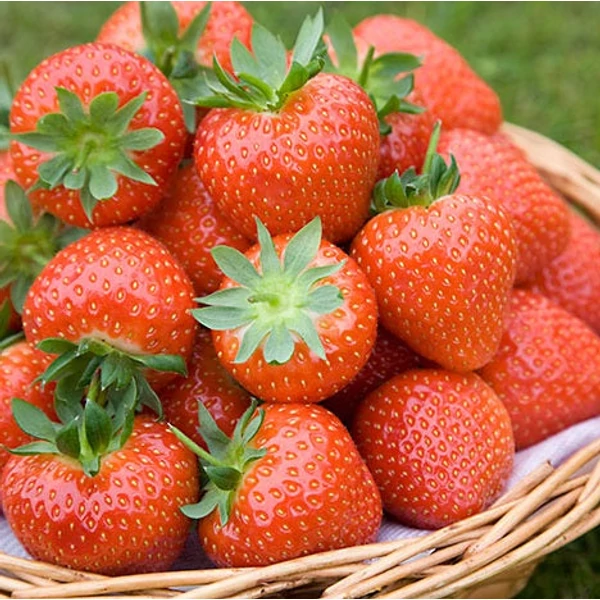 Fragaria 'Sonata' - Eper palánta