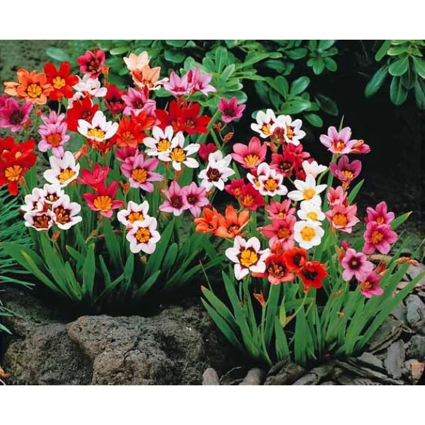 Sparaxis tricolor - Cigányvirág, színkeverék