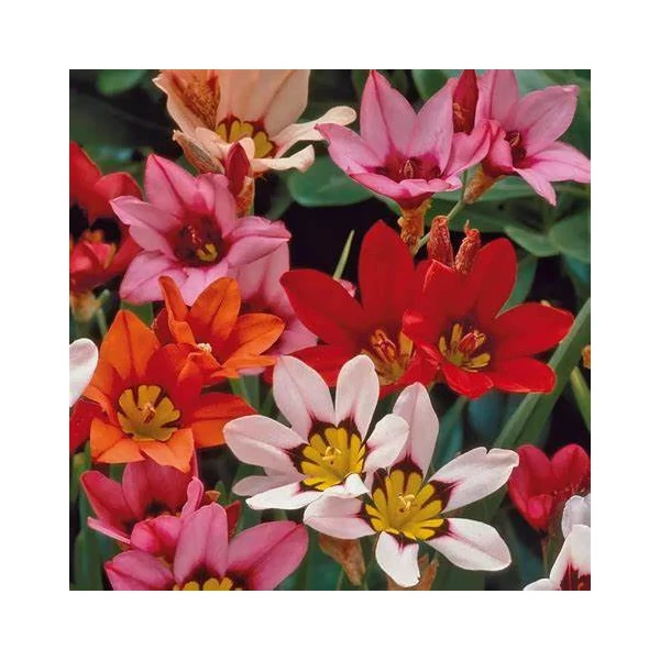 Sparaxis tricolor - Cigányvirág, színkeverék