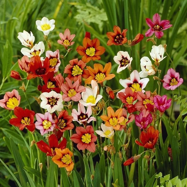 Sparaxis tricolor - Cigányvirág, színkeverék