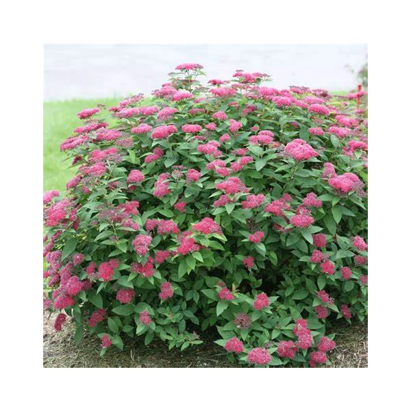 Spiraea japonica 'Anthony Waterer' - Japán gyöngyvessző