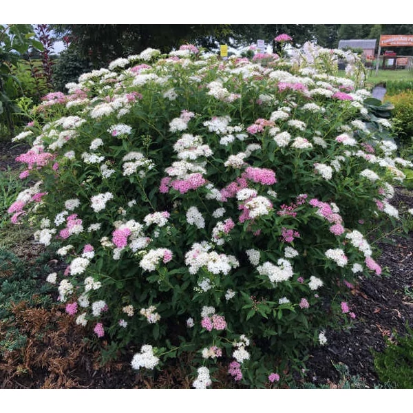 Spiraea japonica 'Genpei' - Japán gyöngyvessző